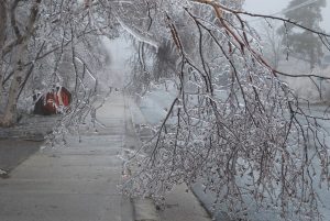 Photo shows ice covered branches