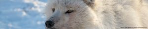 Photograph of the face of an adult Arctic wolf. Call for abstracts for ArcticNET Arctic Change Meeting in December 2017.