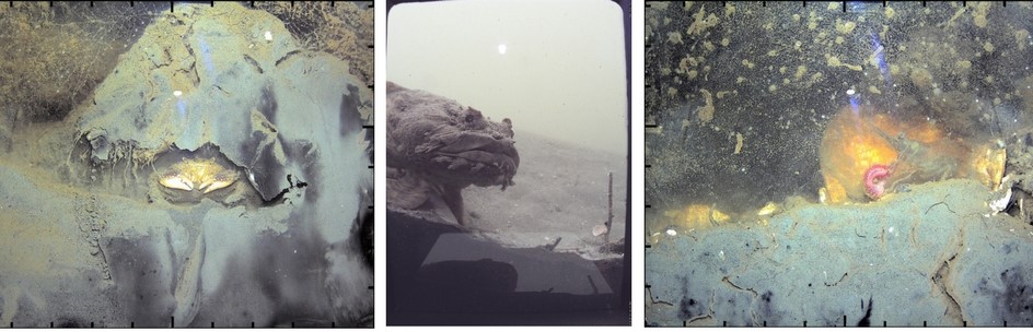 3 photos showing stills from video footage shot by "wormcam".  From left to right:  mud crab in its burrow; an Oyster Toad Fish (Opsanus tau) peering into Wormcam; a penaeid shrimp preying on a worm. 