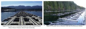 Two photographs showing Oyster farming structures.