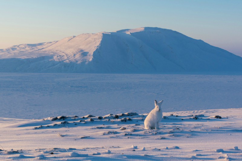 Photo shows a white Arctic Hare, sitting on a snowy landscape with a mountain in the distance, looking at the camera, near the PEARL ridge lab at Eureka.
