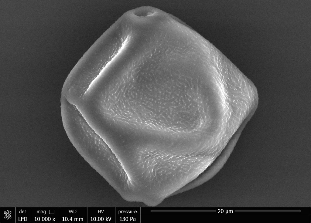 Figure shows an microscopic photographic of a pollen particle in black and white. The pollen is  like a flatterned spheroid, with a dimple on the top and bottom ends.