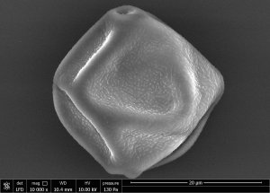 Figure shows an microscopic photographic of a pollen particle in black and white. The pollen is like a flatterned spheroid, with a dimple on the top and bottom ends.