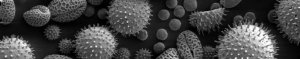 Microscopic photograph of many different kinds of pollen