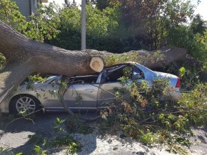 Photo shows a car crushed underneath a tree for article Catastrophes and the insurance industry